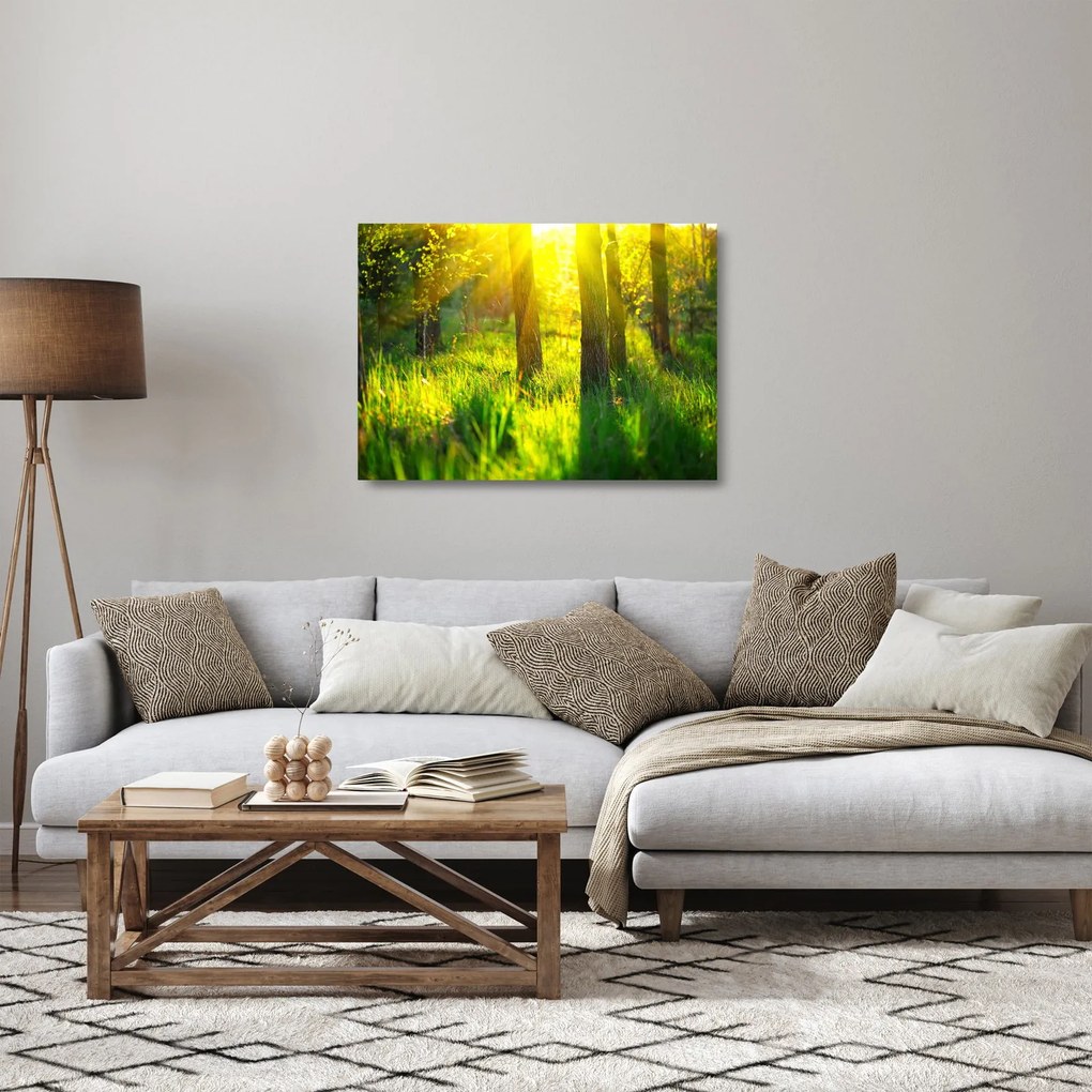 Obraz na szkle - Wiosenne przebudzenie lasu (70x50 cm)