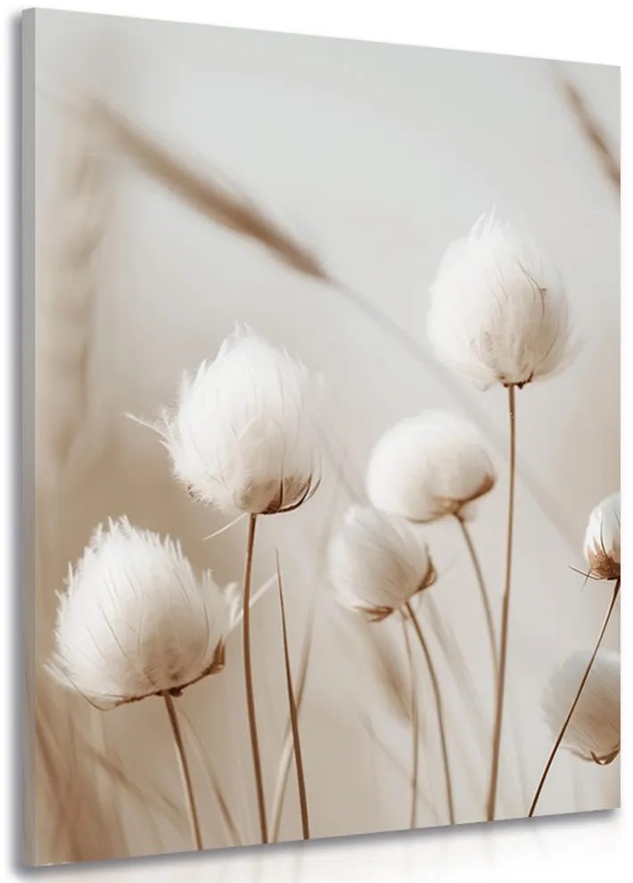 Obraz łodygi bawełny