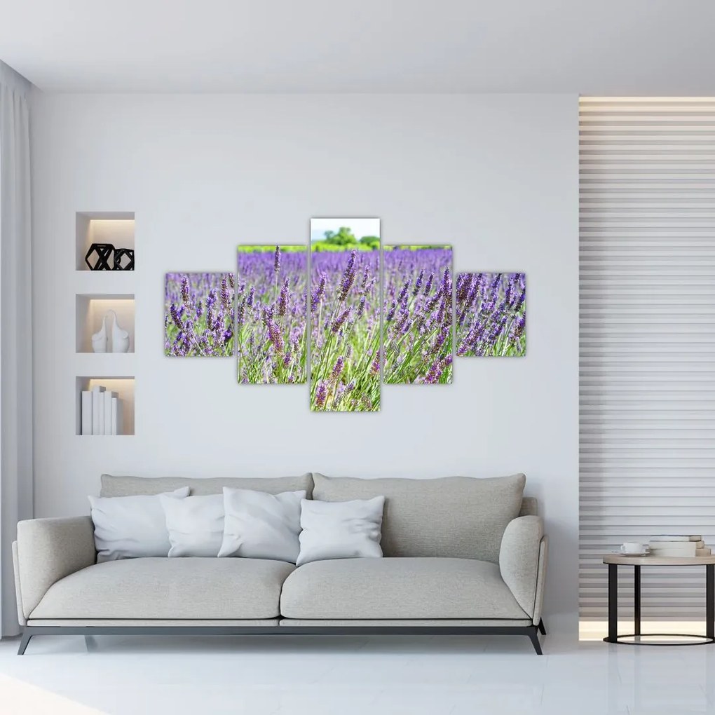 Obraz pola z lawendą (125x70 cm)
