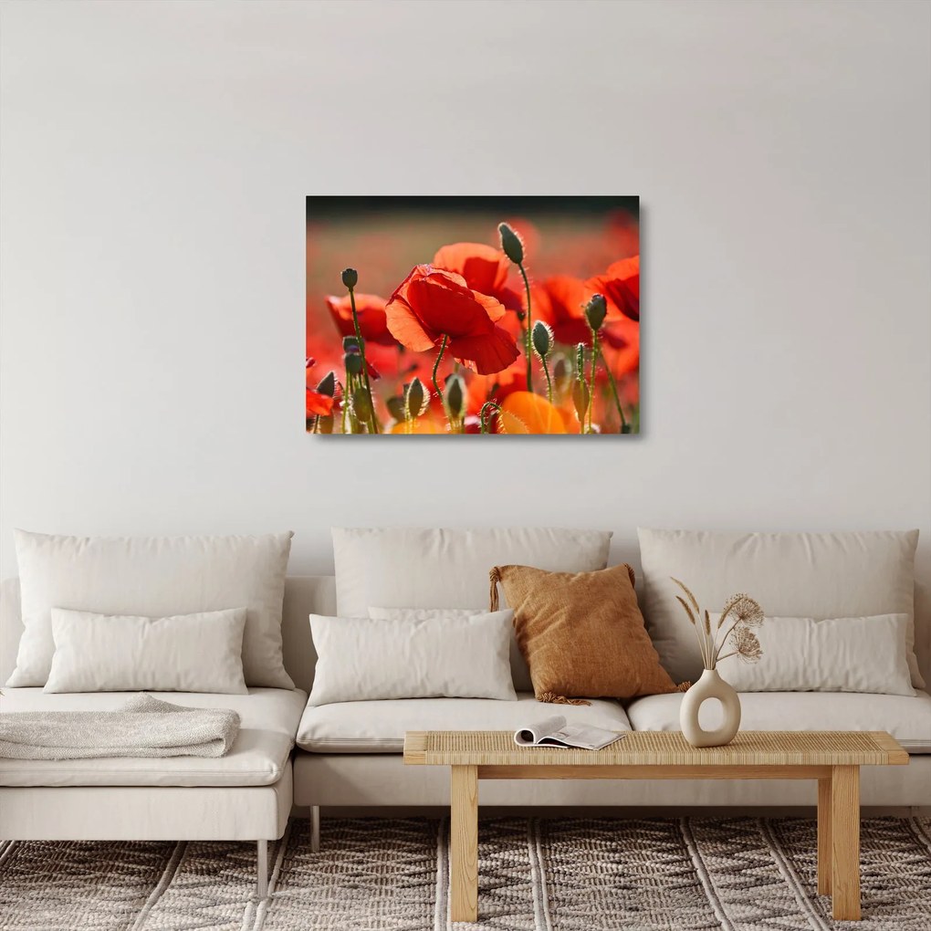Obraz na szkle - maki (70x50 cm)