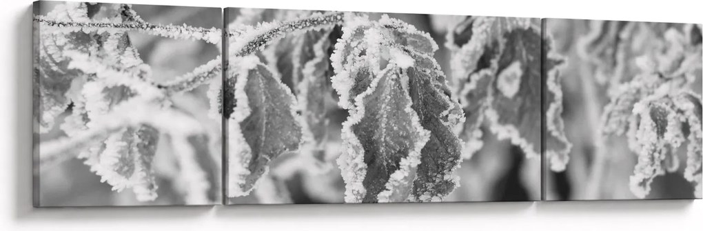 Obraz - Zmarznięte liście, czarno - biały (170x50 cm)