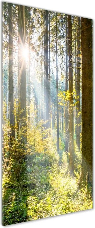Foto obraz zdjęcie na szkle pionowy Słońce w lesie