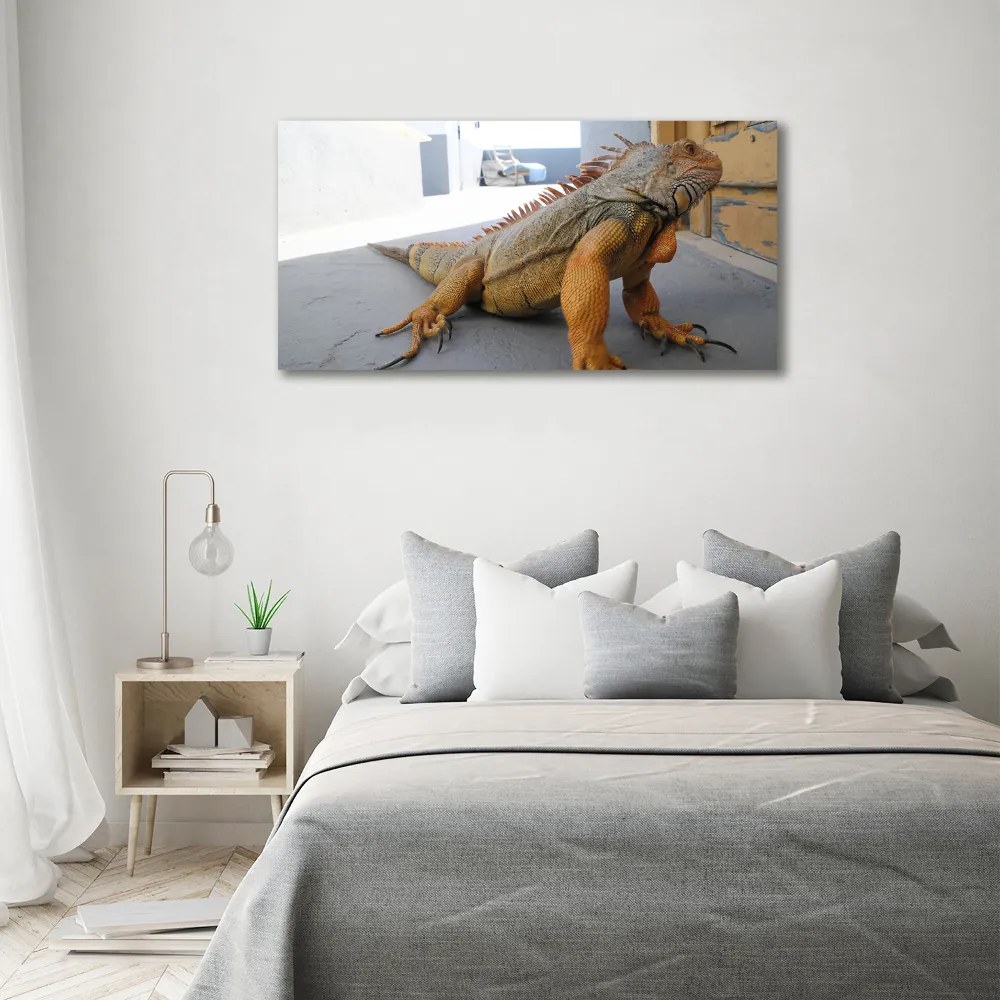 Obraz zdjęcie na scianę akrylowy Iguana