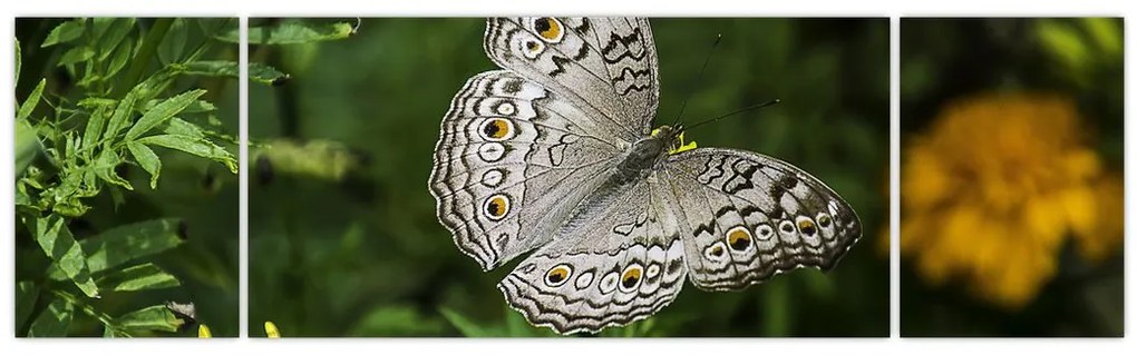 Obraz - biały motyl (170x50 cm)