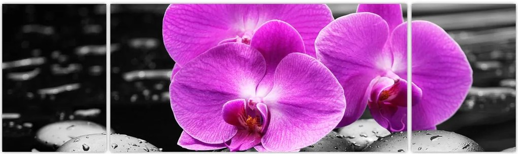 Obraz - Fioletowe orchidee (170x50 cm)