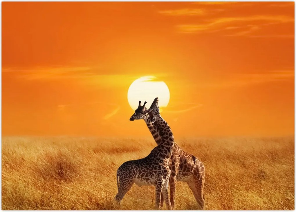 Obraz - Żyrafy w Parku Narodowym Serengeti (70x50 cm)
