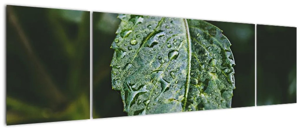 Obraz - krople na liściu (170x50 cm)