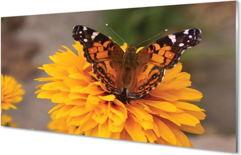 Panel szklany do Kuchni Barwny Motyl w Zbliżeniu
