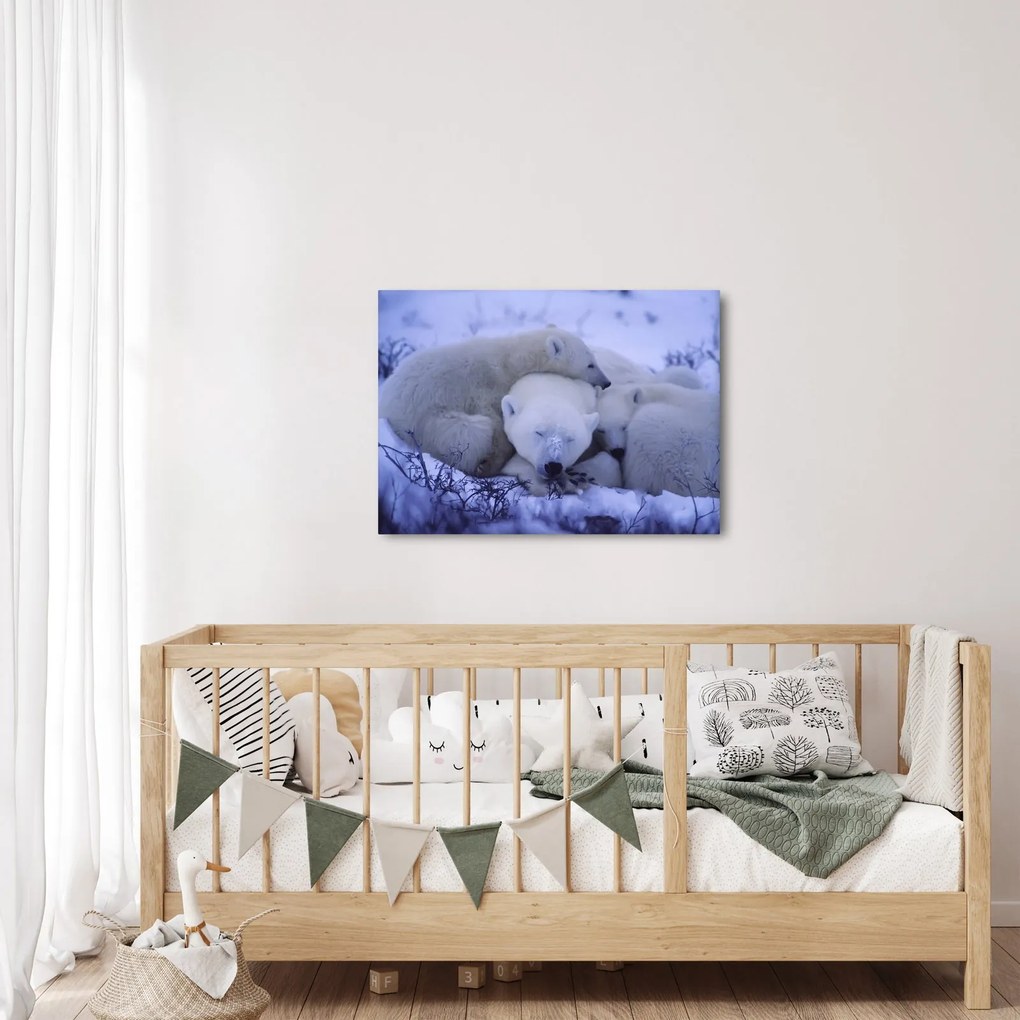 Obraz - Niedźwiadki polarne (70x50 cm)