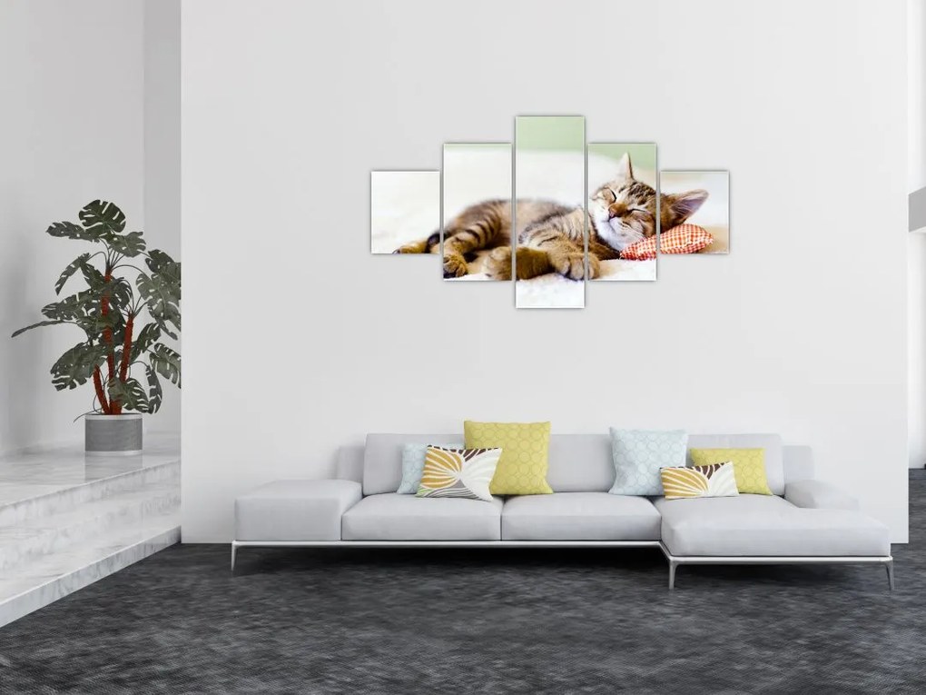 Obraz - Śpiący kotek (125x70 cm)