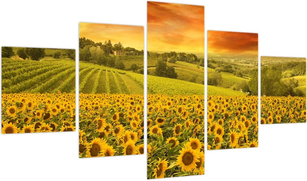 Obraz - Pole słoneczników (125x70 cm)