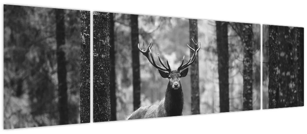 Obraz - Jeleń w lesie 2, czarno - biały (170x50 cm)