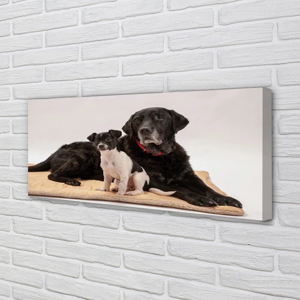 Duży obraz na płótnie Odpoczywające Psy