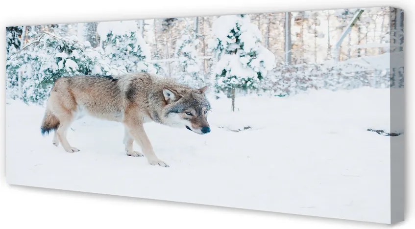 Obraz drukowany na płótnie Zimowa Sceneria z Wilkiem