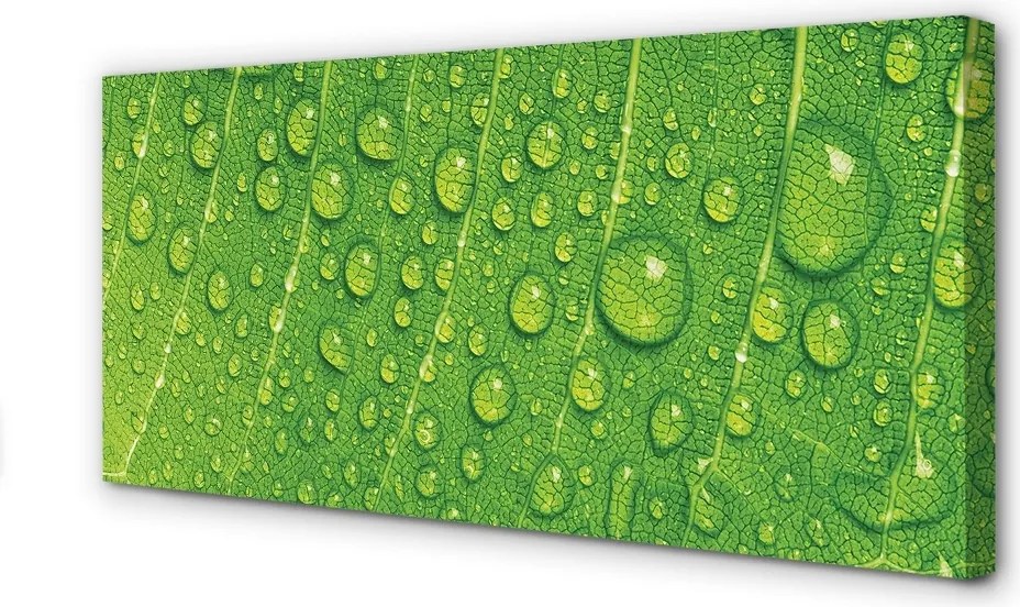 Zdjęcie na płótnie Makro Detal Liścia z Rosą