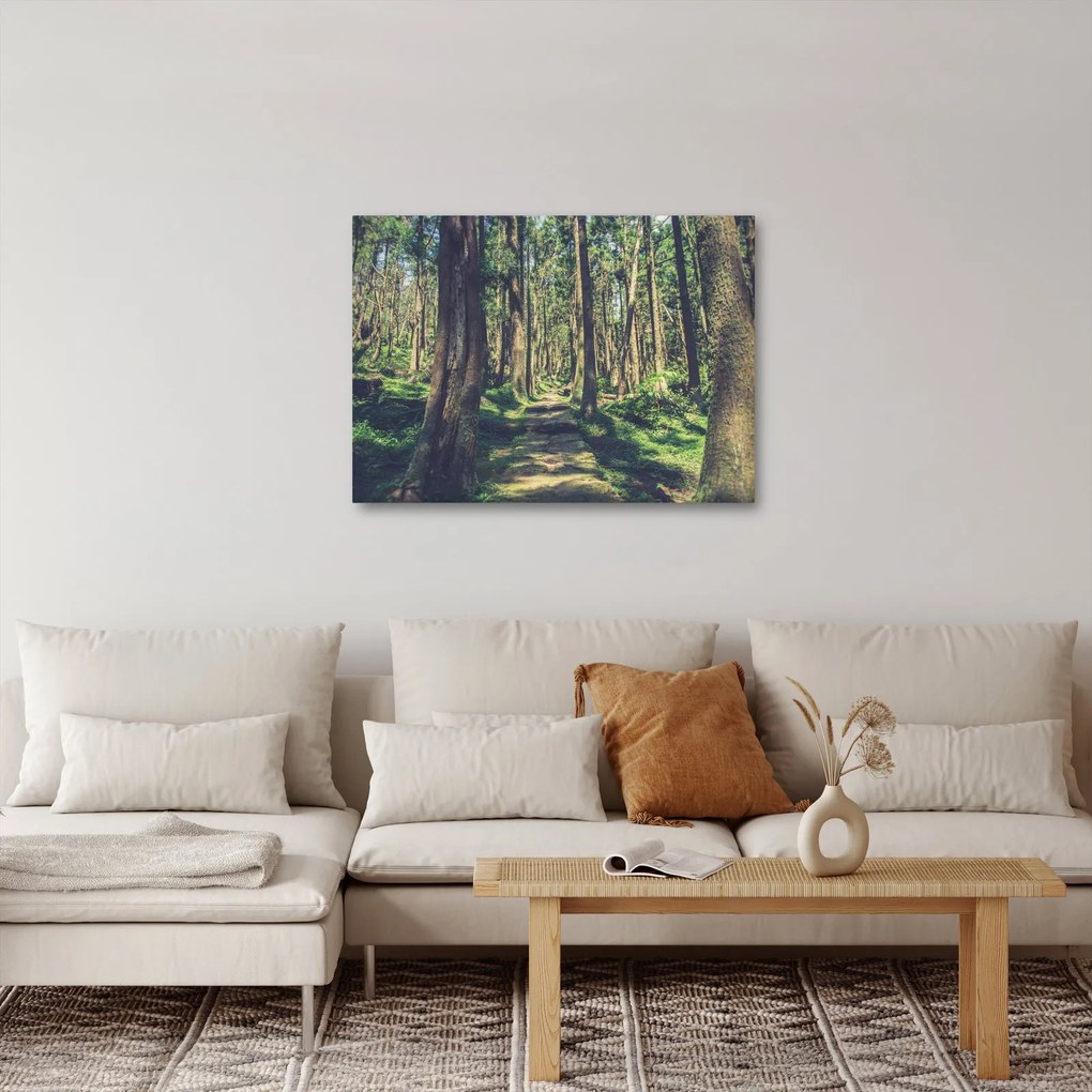 Obraz ścieżki pomiędzy drzewami (70x50 cm)