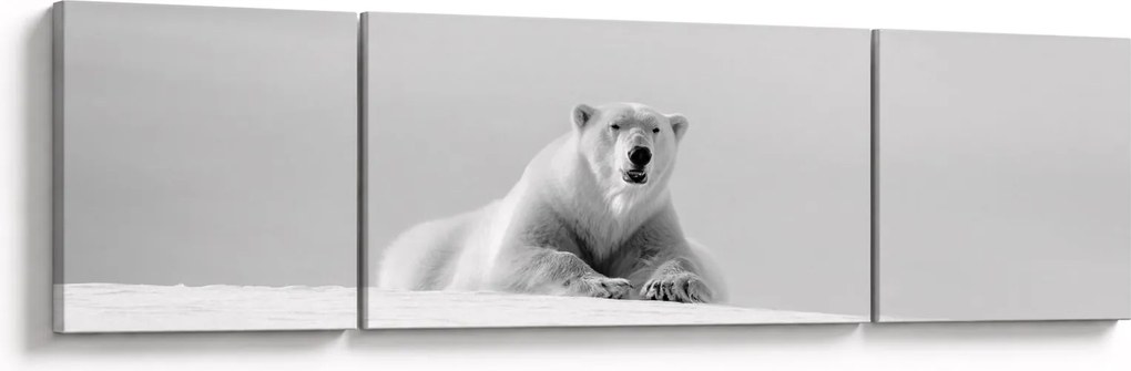 Obraz - Niedźwiedź polarny, czarno - biały (170x50 cm)