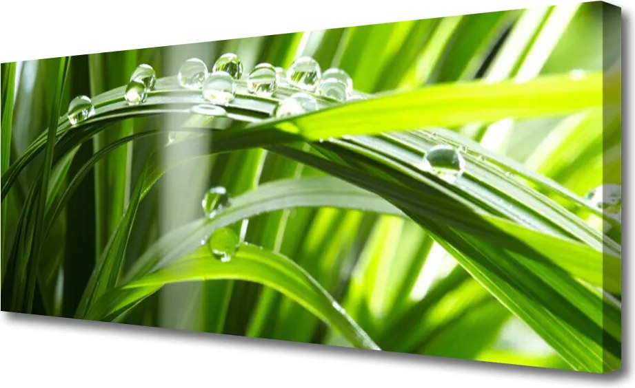 Obraz canvas Perlista Rosa na Trawie