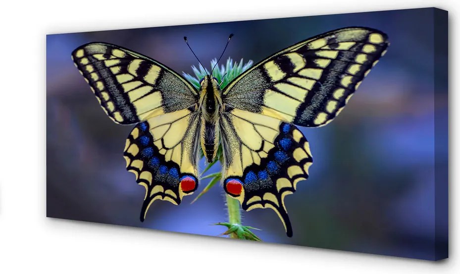 Obraz na płótnie Motyl na Kwiecie w Zbliżeniu