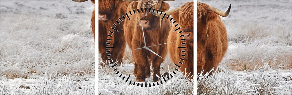 Obraz - Szkockie krowy (z zegarem) (90x30 cm)