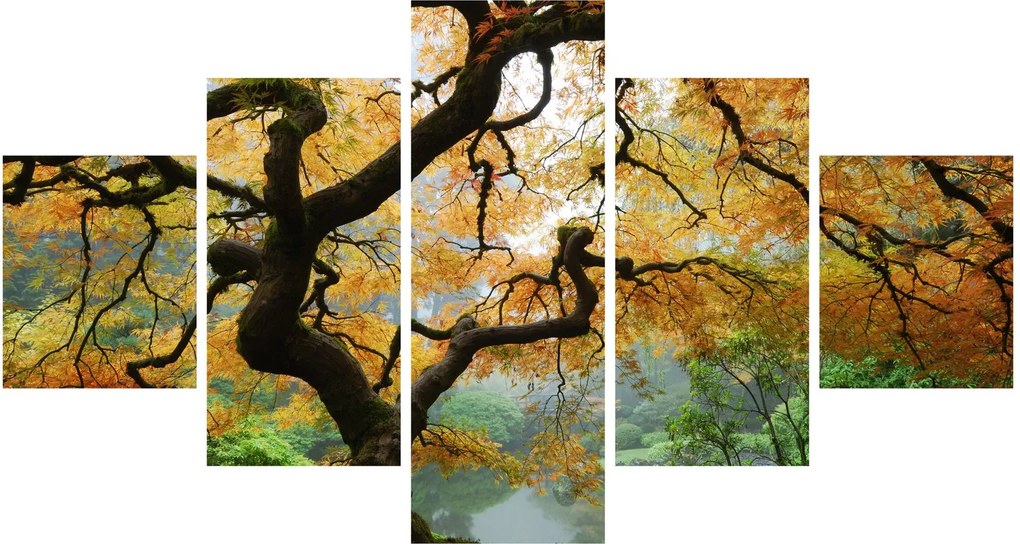 Obraz żółtego klonu japońskiego, Portland, Oregon (125x70 cm)