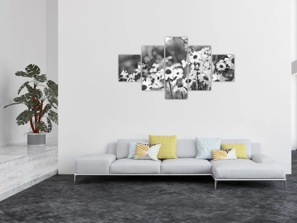 Obraz - Stokrotki (125x70 cm)