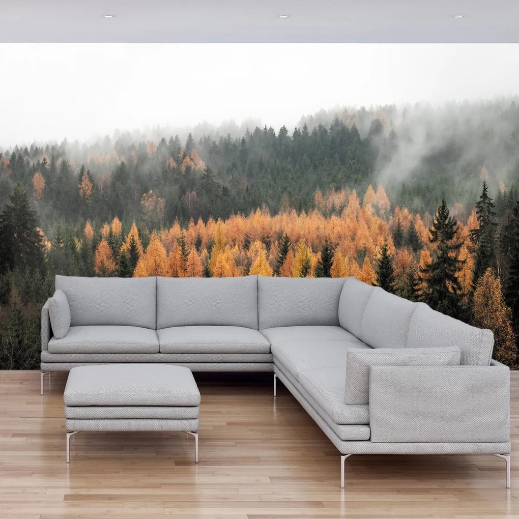 Fototapeta - Jesienny las (196x136 cm)