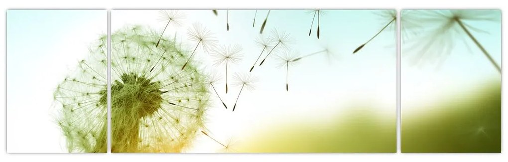 Obraz - Dmuchawiec na wietrze (170x50 cm)