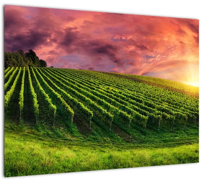 Obraz na szkle - winnica z kolorowym niebem (70x50 cm)