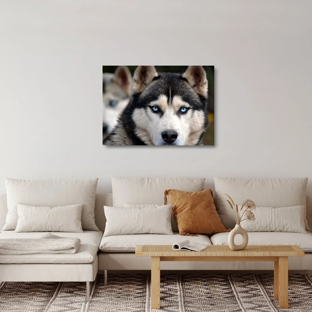 Obraz na szkle - pies husky (70x50 cm)