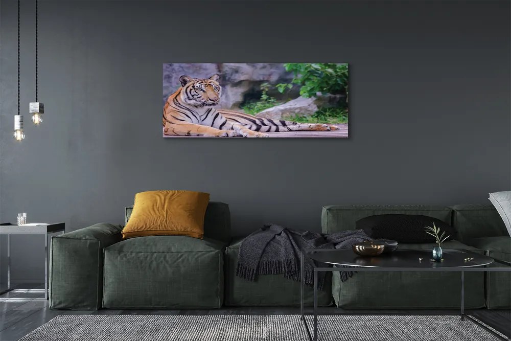 Obraz canvas na ścianę Tygrys w Zoo