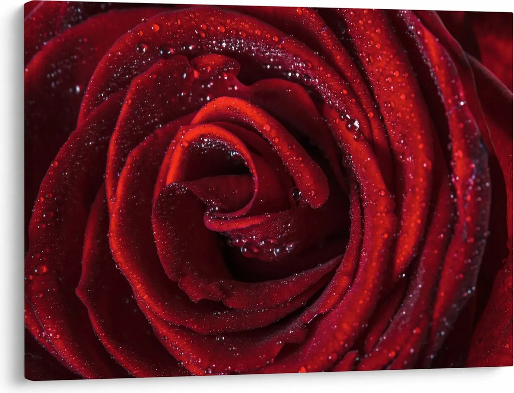 Obraz - Czerwona róża z kroplami rosy (70x50 cm)