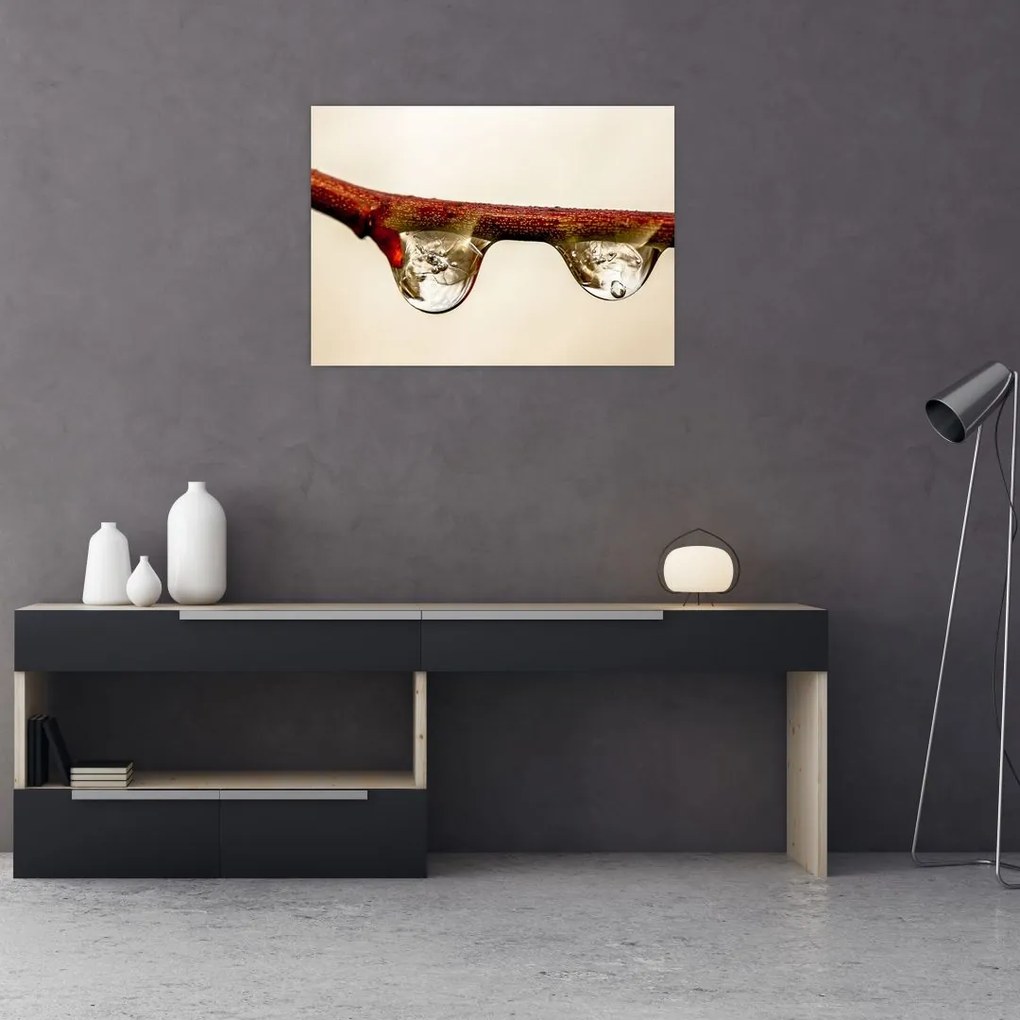 Obraz na szkle - krople na gałęzi (70x50 cm)
