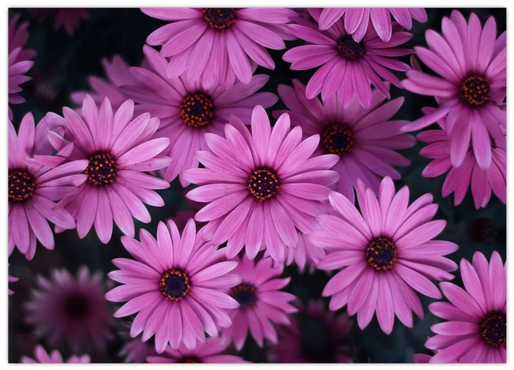 Obraz na szkle - różowe kwiaty (70x50 cm)