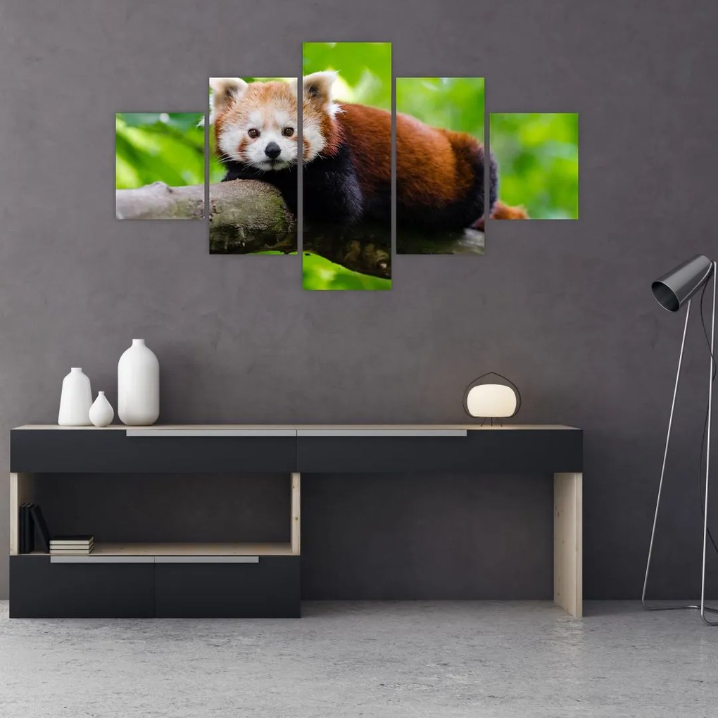 Obraz pandy czerwonej (125x70 cm)