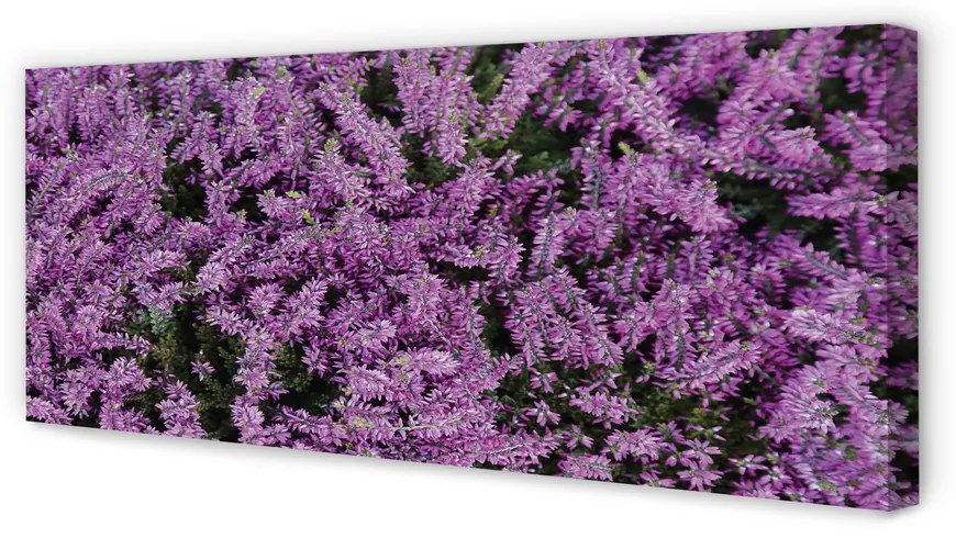 Fotoobraz na płótnie Fioletowe Kwiaty