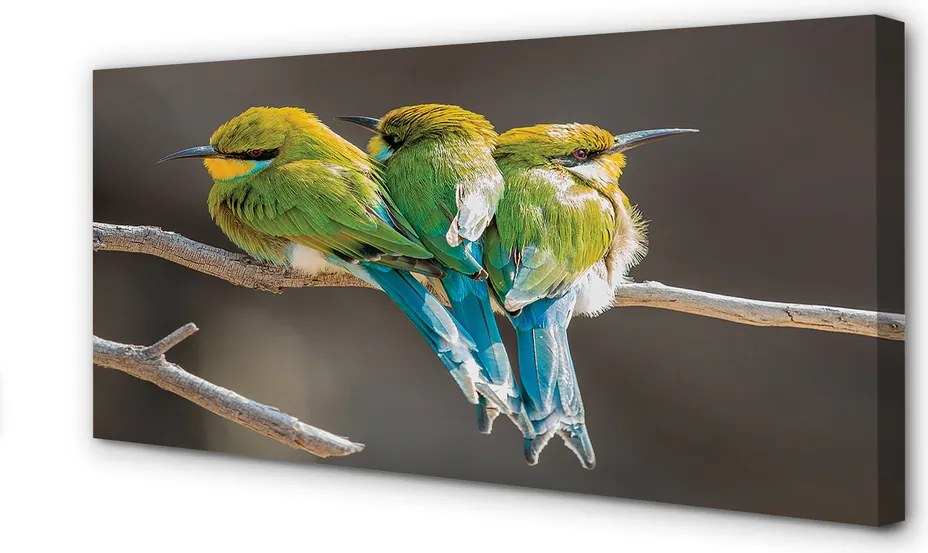 Zdjęcie na płótnie Dwa Ptaki na Gałęzi