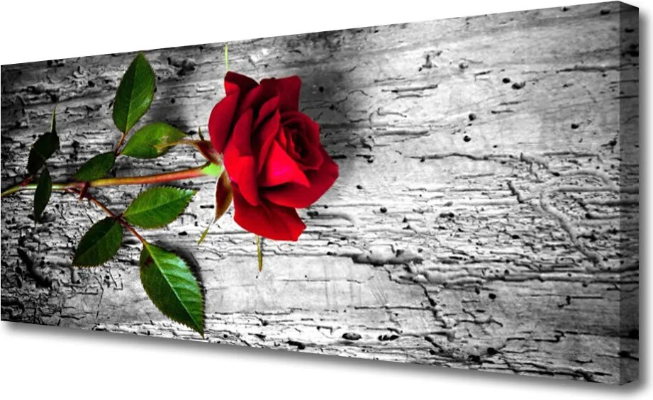 Obraz canvas Aksamitna Róża w Rozkwicie