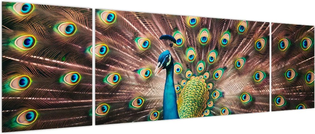 Obraz - Paw (170x50 cm)