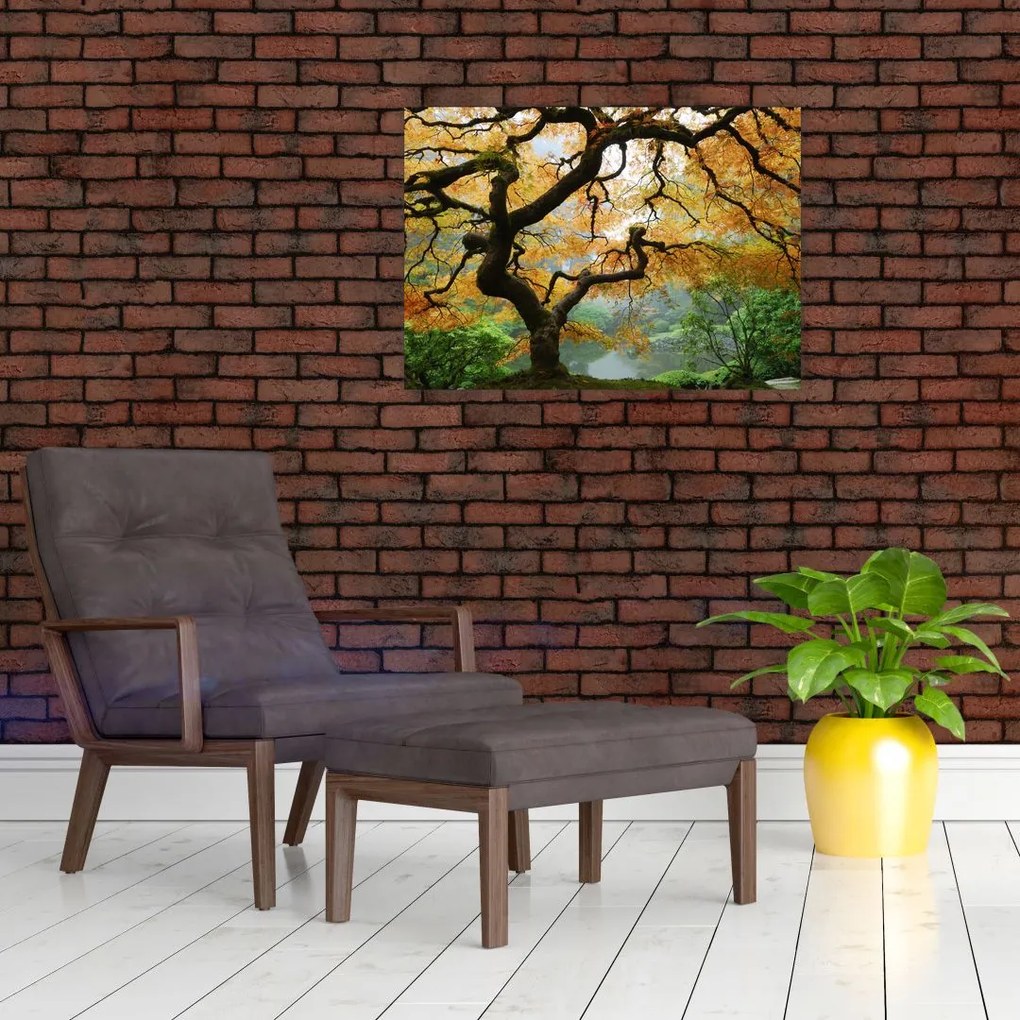 Obraz na szkle żółtego klonu japońskiego, Portland, Oregon (70x50 cm)