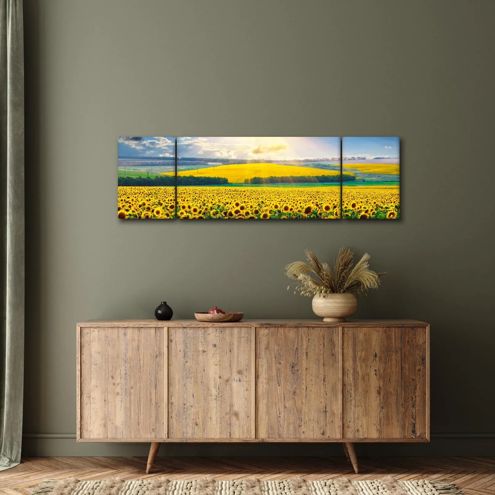 Obraz - Pole słoneczników (170x50 cm)