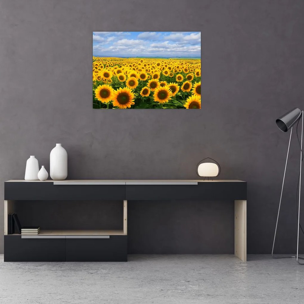 Obraz pola słoneczników (70x50 cm)