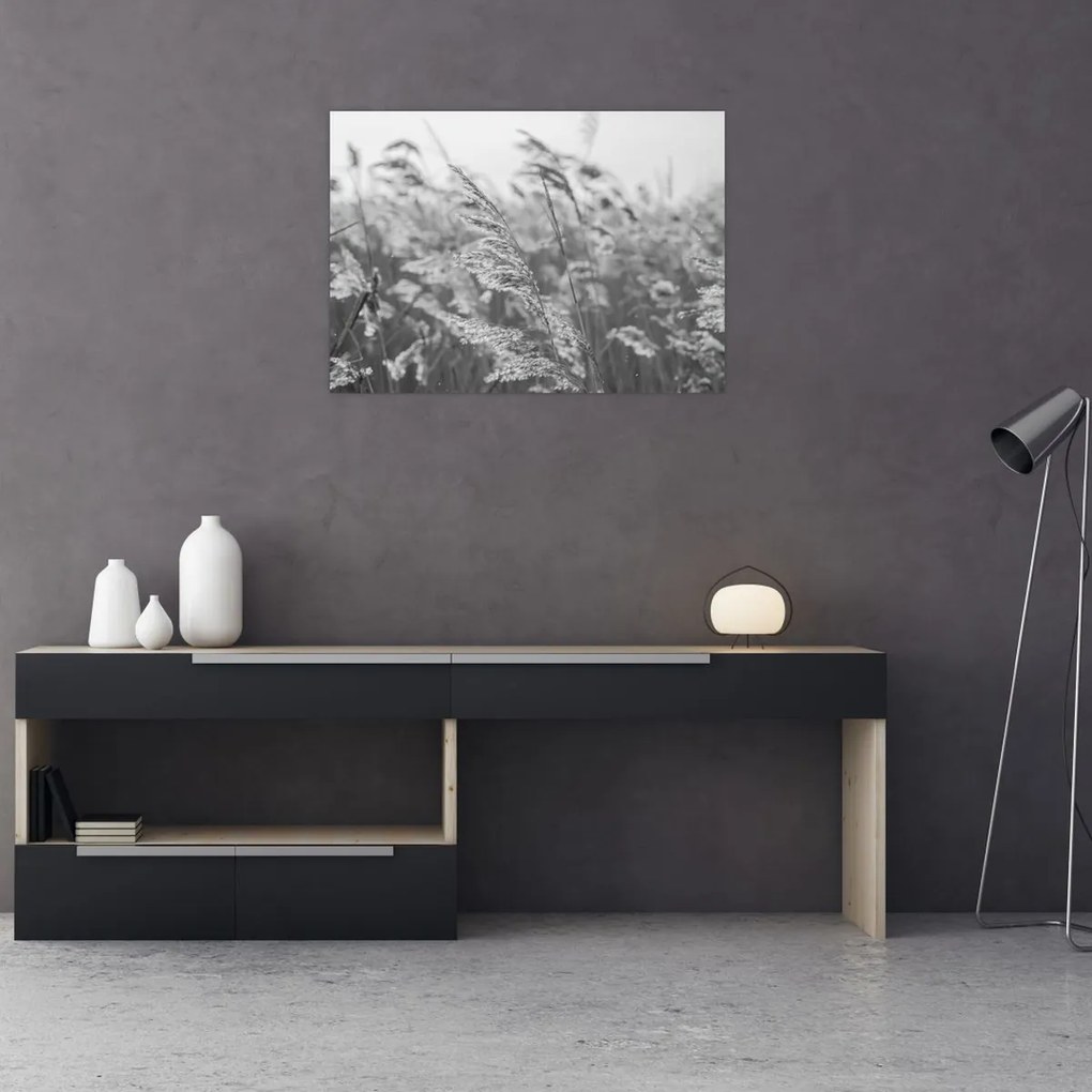 Obraz na szkle - Trawa na wietrze (70x50 cm)