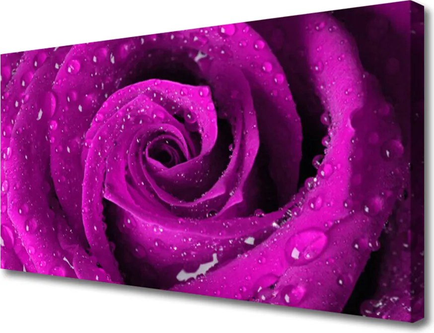 Obraz na płótnie Aksamitna Róża w Deszczu