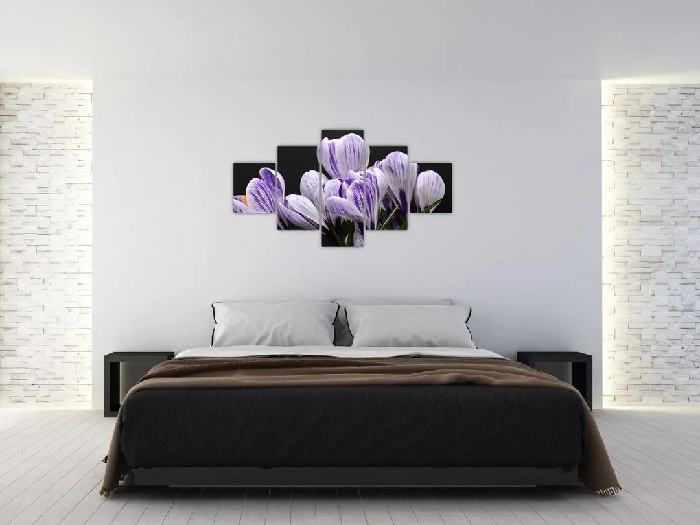 Obraz - Fioletowe krokusy (125x70 cm)