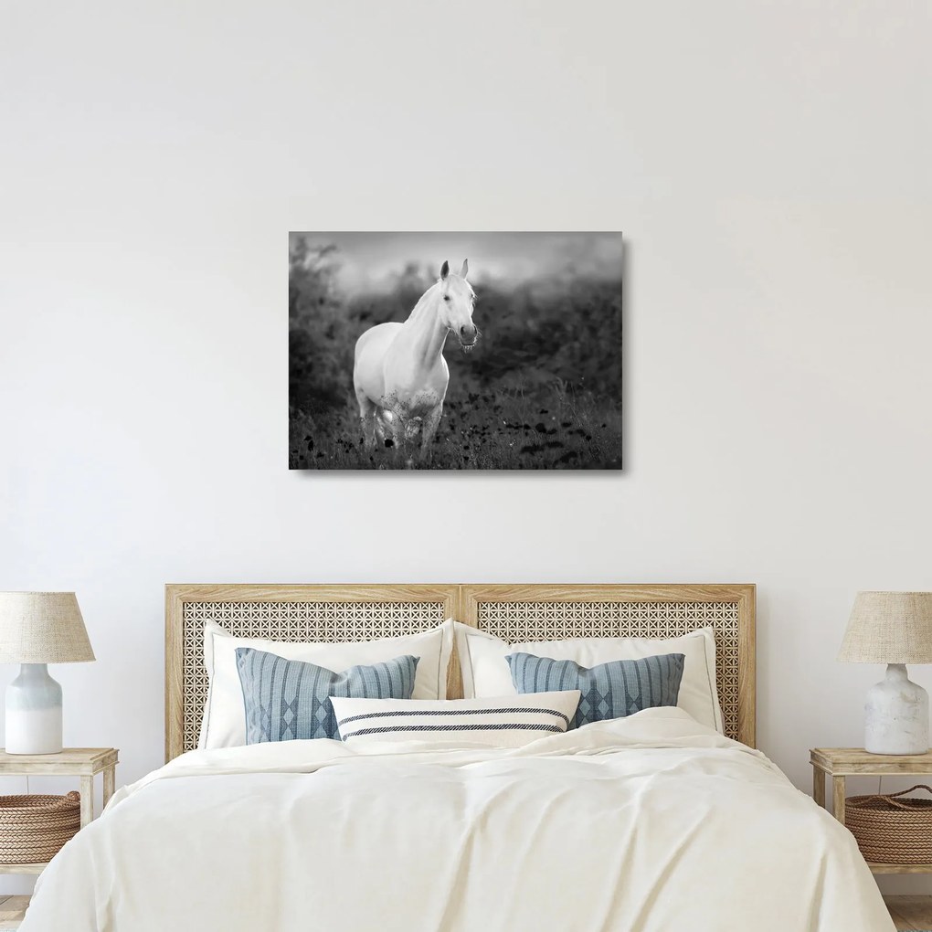 Obraz na szkle białego konia na łące, czarno - biały (70x50 cm)