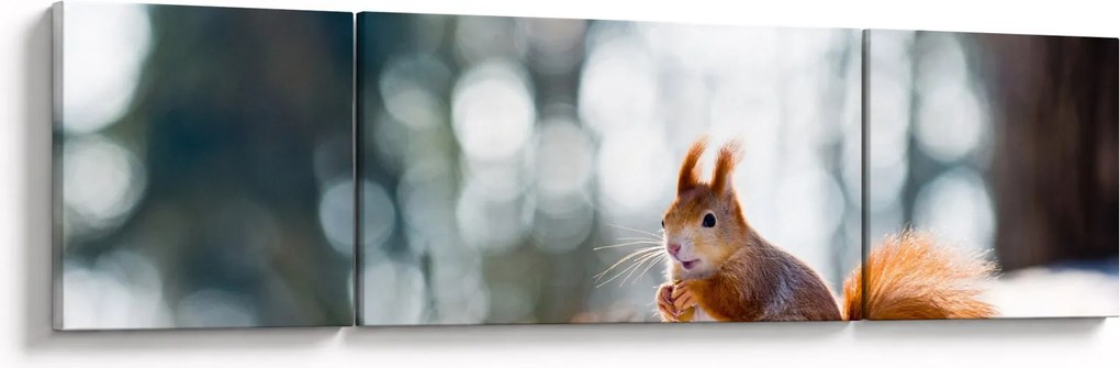 Obraz - Wiewiórka (170x50 cm)
