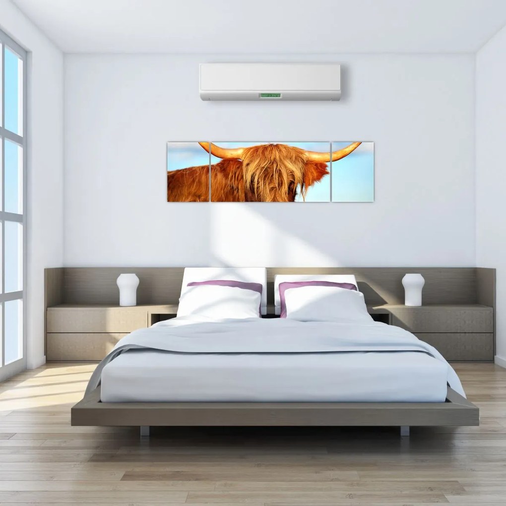 Obraz -Szkocka krowa (170x50 cm)