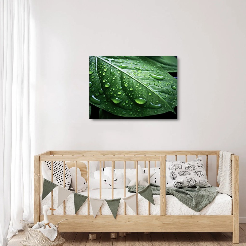 Obraz na szkle - Szczegół liścia po deszczu (70x50 cm)