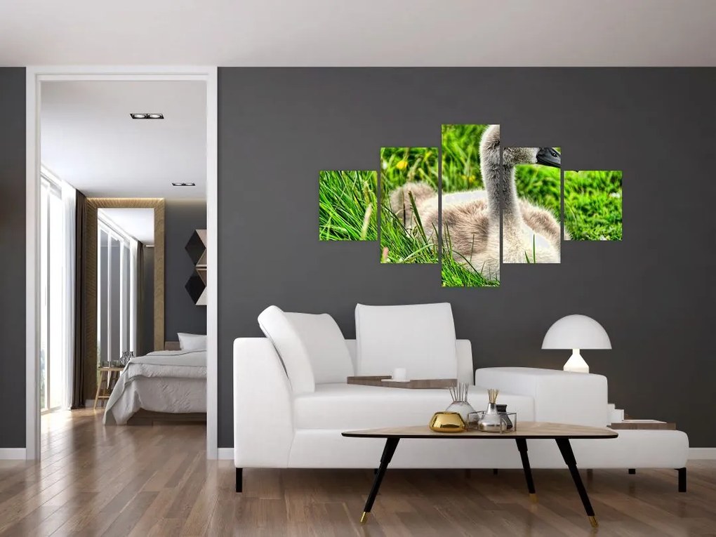Obraz - mały łabędź w trawie (125x70 cm)